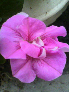 八重ペチュニア