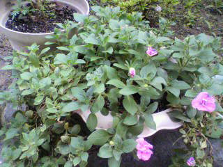 八重ペチュニア