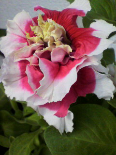 八重ペチュニア