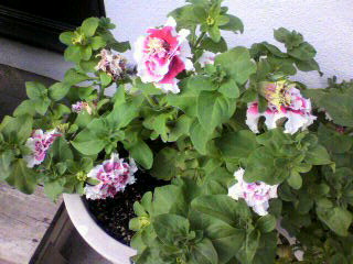 八重ペチュニア