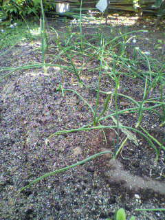 たまねぎばたけ