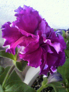 八重ペチュニア