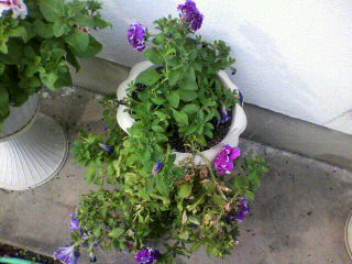 八重ペチュニア