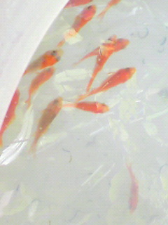 あかちゃんきんぎょ