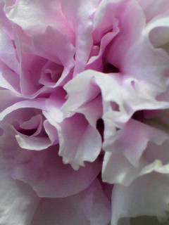 ヤエペチュニア