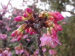 寒緋桜　