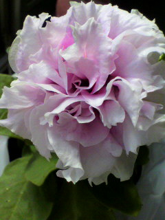 ヤエペチュニア