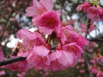 寒緋桜