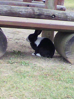 のうさぎ