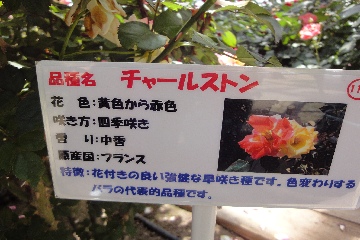 プレ～ト