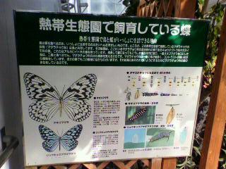 ちょうちょ　説明