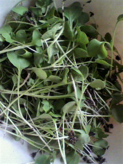 いろんな間引き