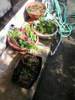 植えこみました