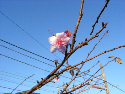 　北鎌倉のハイキング２０１１．１２．０５で偶然見つけた桜の花一輪？