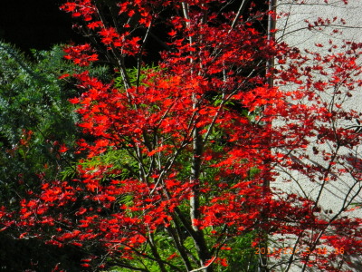 北鎌倉の赤一色の紅葉、、、もう少し沢山の紅葉が欲しい？