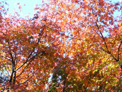 北鎌倉ハイキングでようやく見つけた紅葉でした。