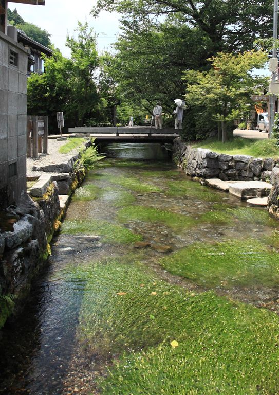 梅花藻の咲く地蔵川.JPG