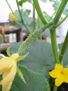 画像 きゅうり1.jpg