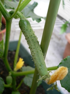 画像 きゅうり2.jpg