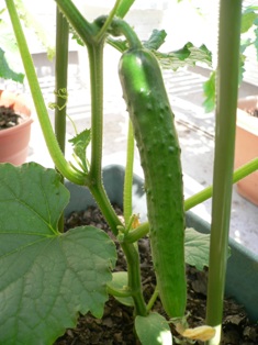 画像 きゅうり3.jpg