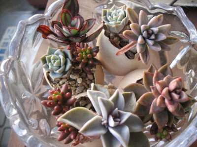 ２０１０．０２多肉