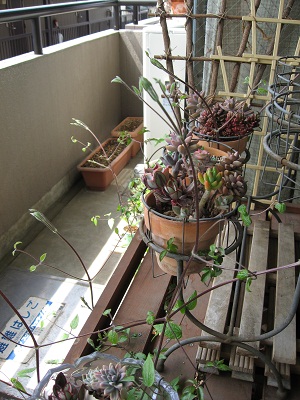 2011.4クレマチス