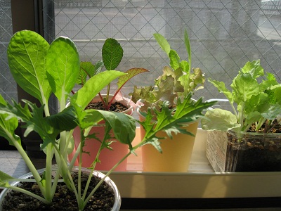 ２０１１．０３葉物野菜