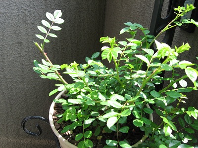 ２０１１．４シュートのピンチ後