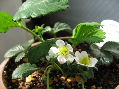 ２０１１．０３イチゴの花