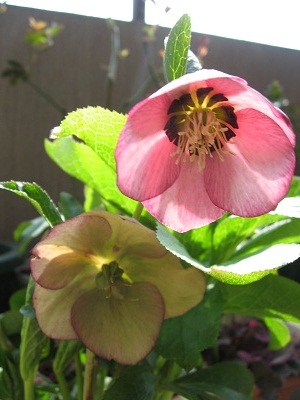 ２０１１．０３クリスマスローズ