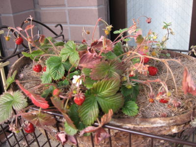 ２０１１．０２ワイルドストロベリー