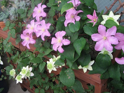 2010.05クレマチス