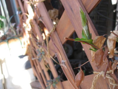 ２０１１．０３クレマチスの芽