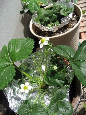 ２０１１．４イチゴ