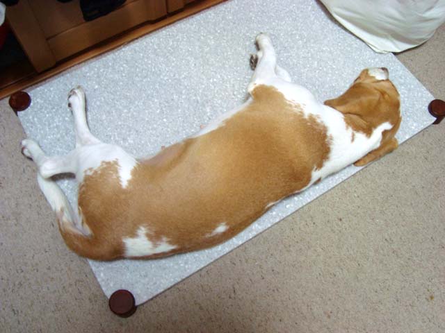 DSC03375.JPG