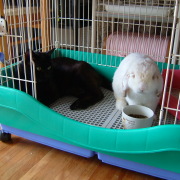 ハクの部屋でくつろぐキーくん