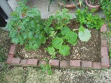 地植え野菜