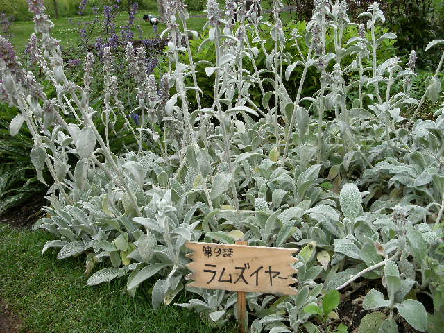 DSCF0617.JPG