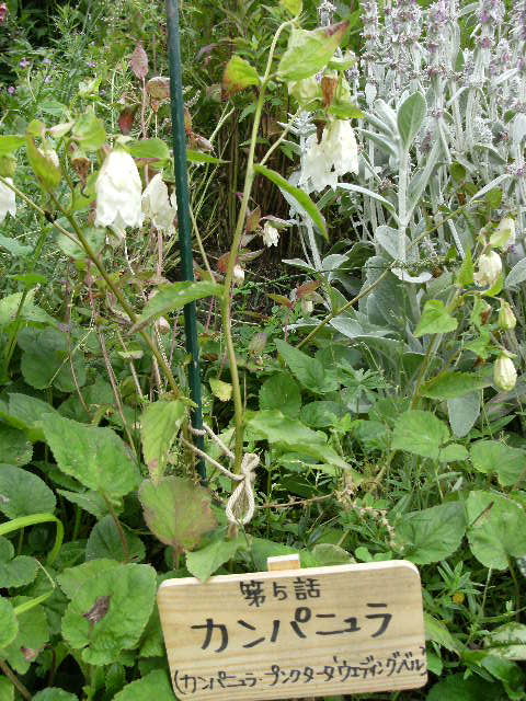 DSCF0632.JPG
