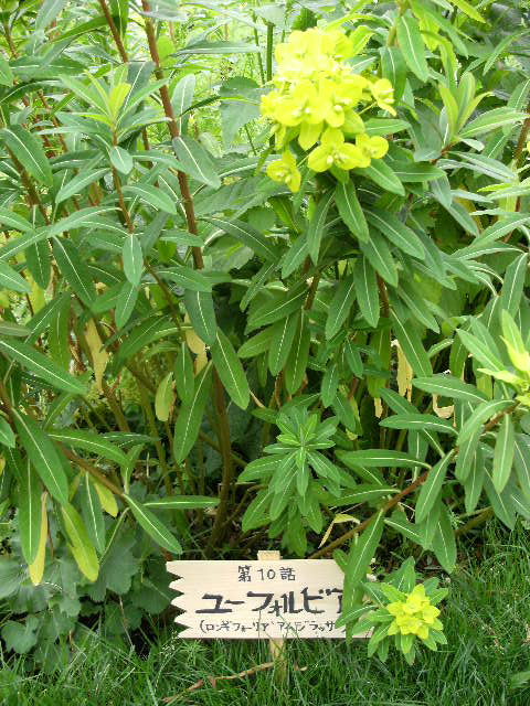 DSCF0635.JPG