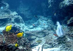 20071111美ら海水族館_05