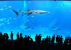 20071111美ら海水族館_07