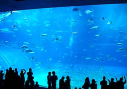 20071111美ら海水族館_09