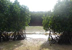 20070310沖縄065