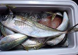 20070527筑前玄海魚まつり_15