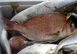 20070527筑前玄海魚まつり_16