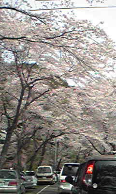sakura