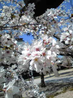 ご本山の桜