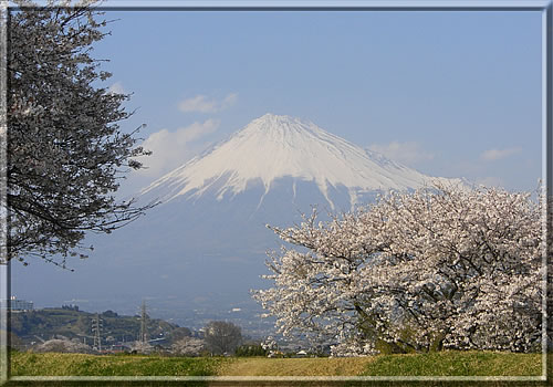 満開の桜と霞富士