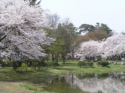 桜と池.jpg